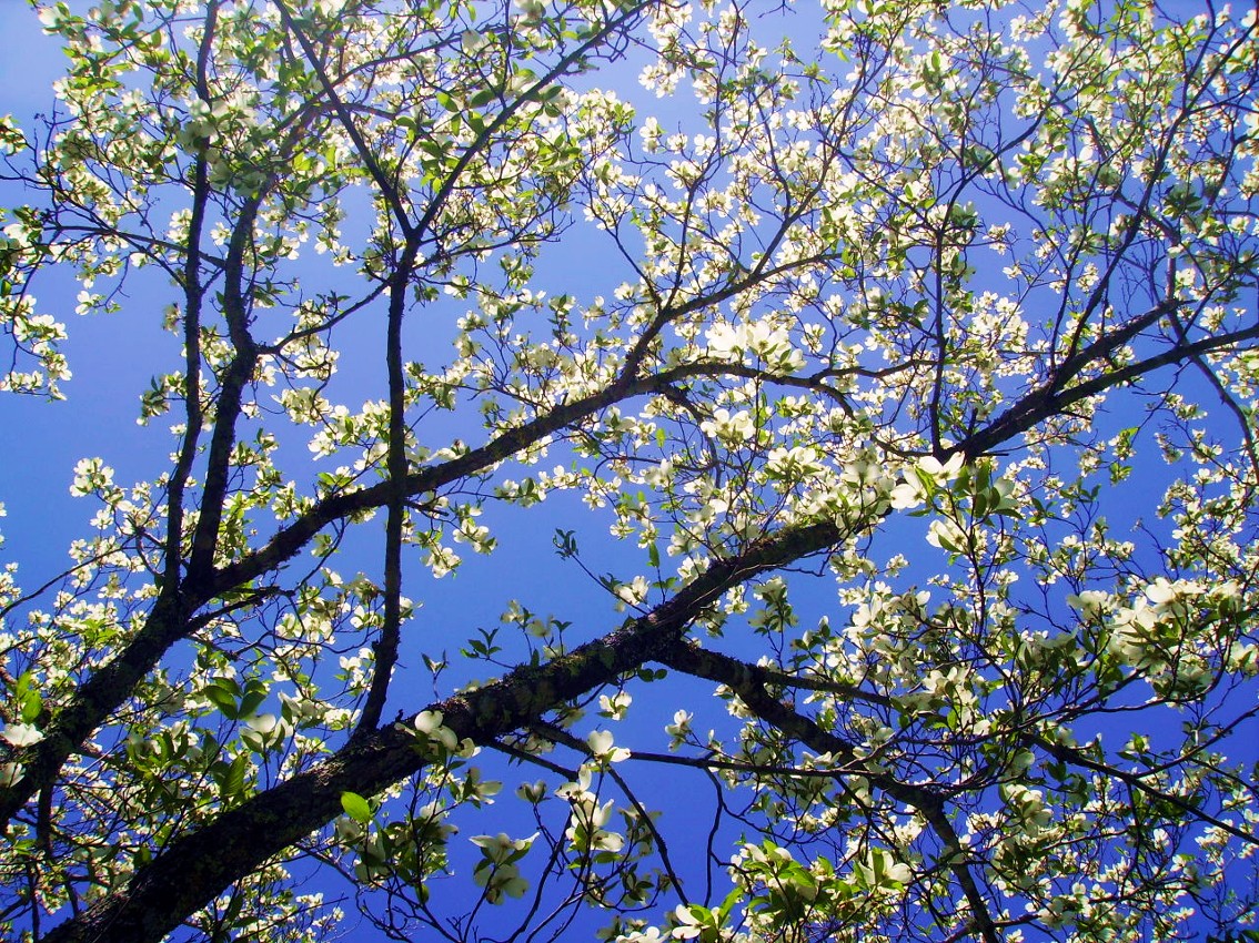 North Carolina Dogwood Tree